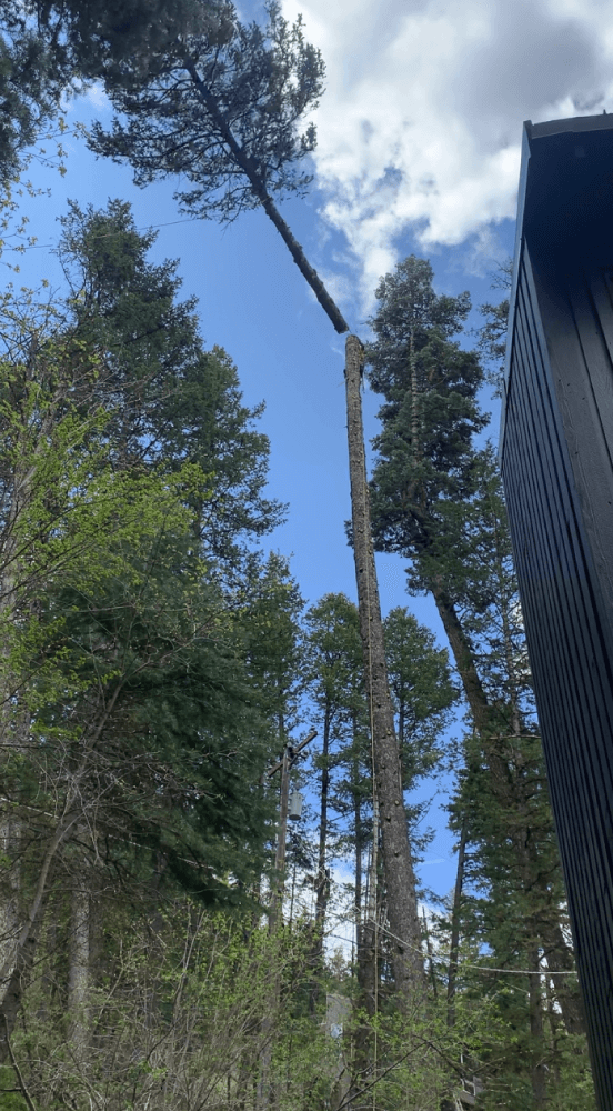 AlpineArborists Chasi Gallery Tree Cutting Tall